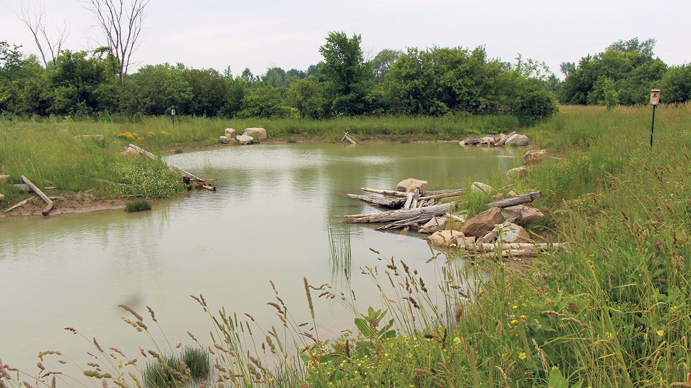 Étang naturel avec bois flotté, pierres et prairie fleurie