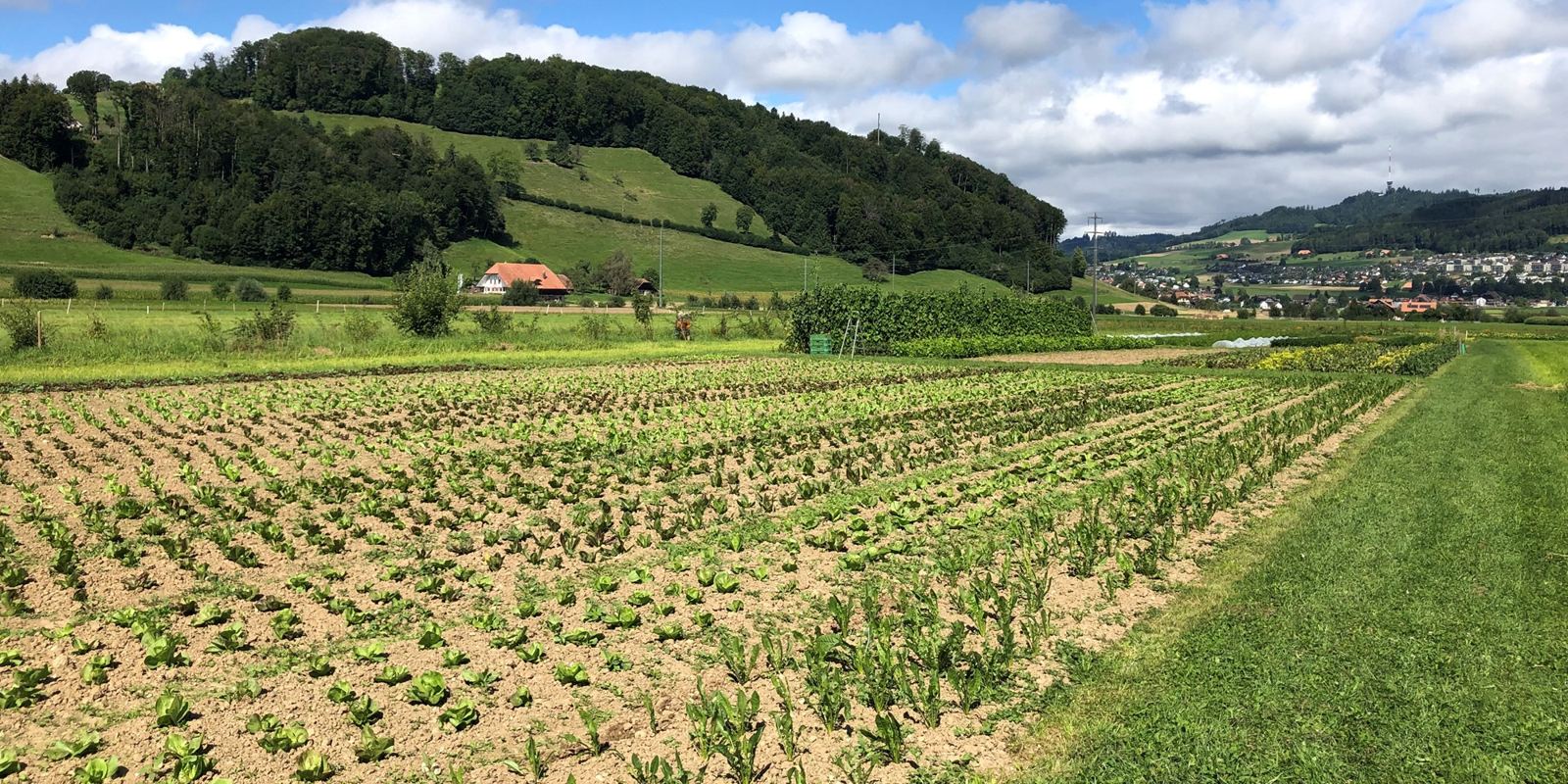 Parcelle maraîchère au pied d'une colline boisée